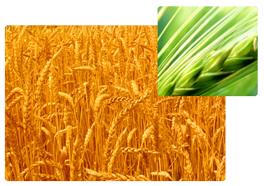 Wheat Graphic